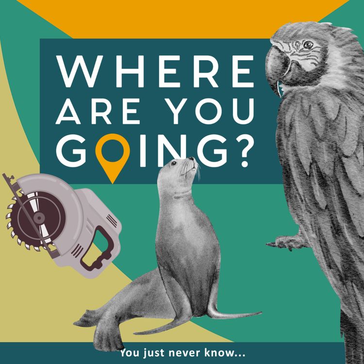 cover art for A saw, a seal and a parrot. 