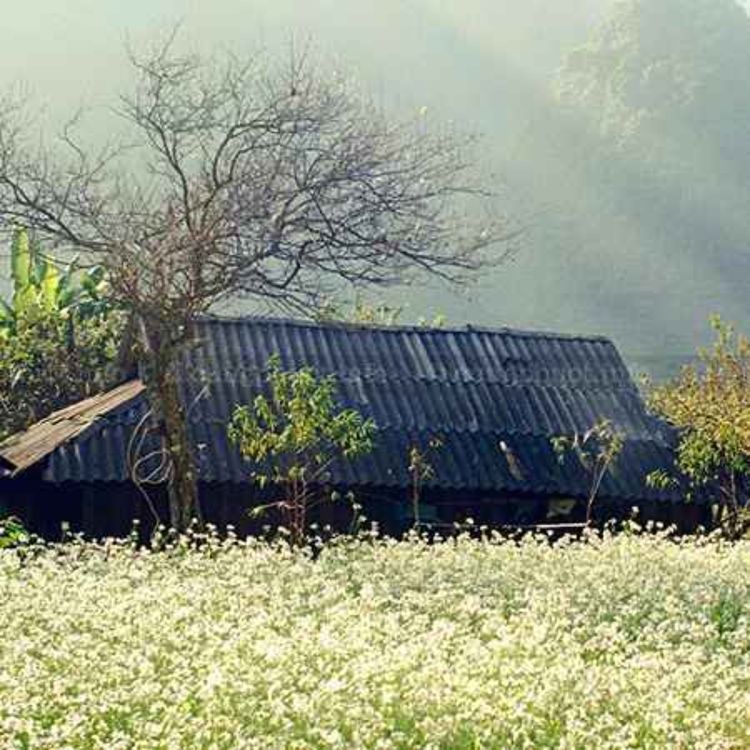 cover art for Mộc Châu có gì chơi