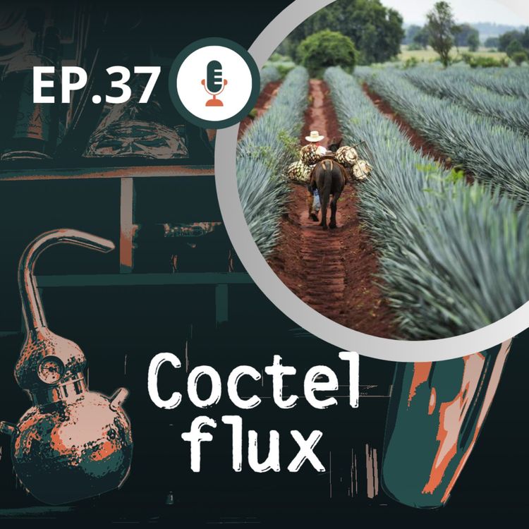 cover art for EP 37 Que es el Agave?