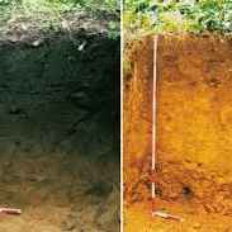 cover art for Terra Preta -  Den konstgjorda jorden i Amazonas