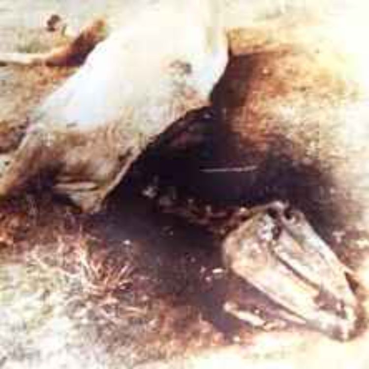 cover art for King:s gård - Ufo som dödade deras hästar.