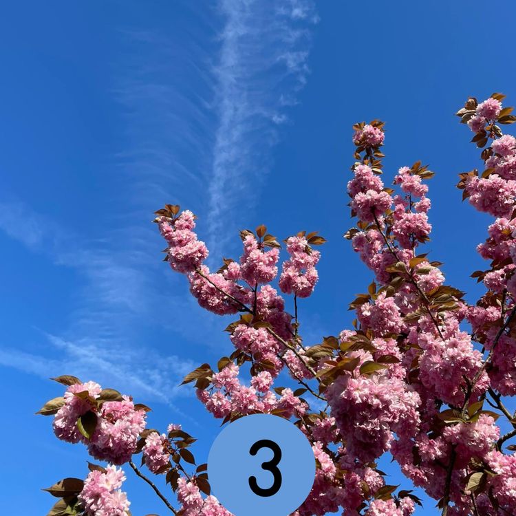 cover art for 03: Earlswood's 'tropical garden', Merstham's healthy-birth workshops... and more