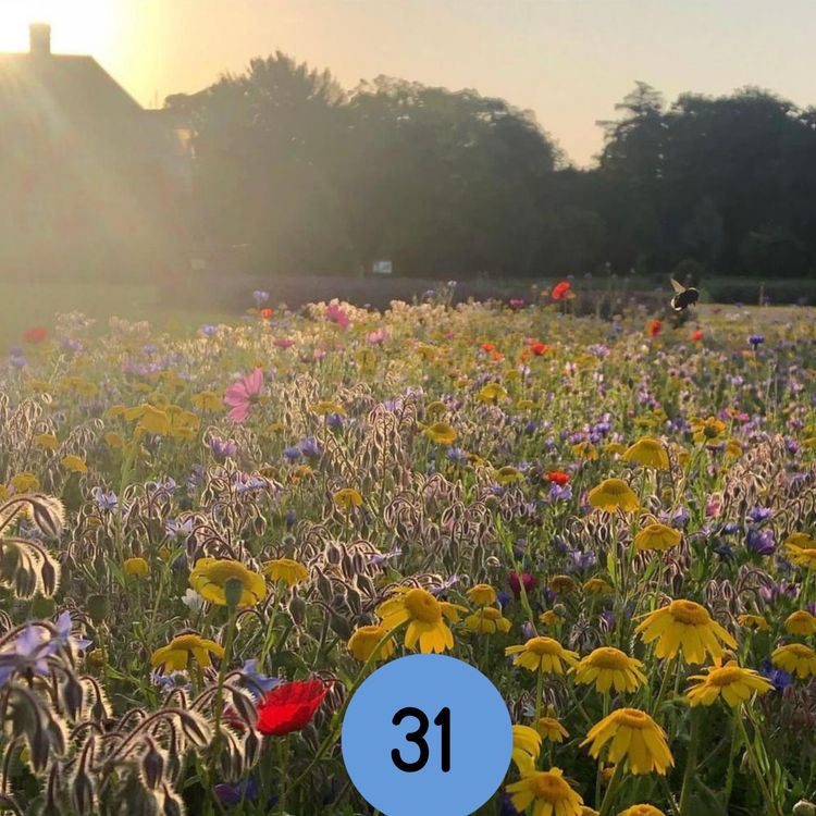 cover art for 31: The Reigate Summer Festival, Alice in Wonderland comes to Reigate and a new café in Priory Park... and more