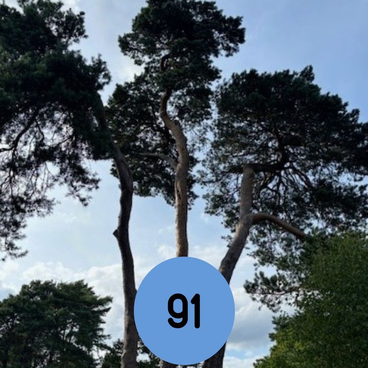 cover art for 91: The local secure dog-field, with toys, obstacles and Instagrammable features… and more