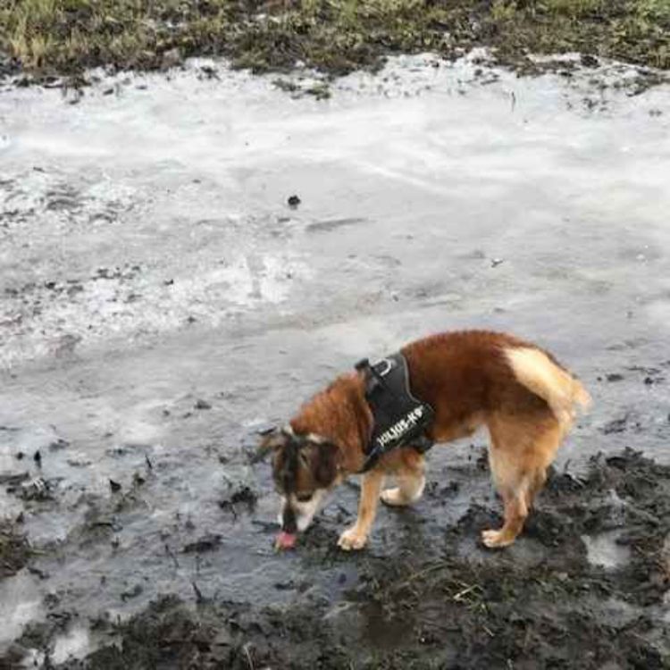 cover art for 99a - PLANET REIGATE RAMBLES 4 - Buckland and Betchworth