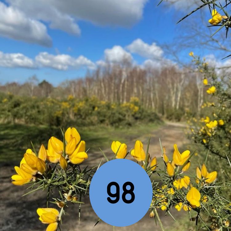 cover art for 98: The story of Reigate’s horseracing track… and more 