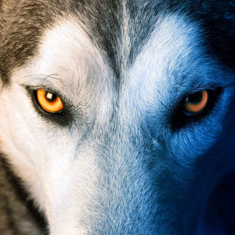 cover art for Ulv, ulv - hvor kommer du fra?