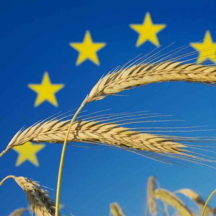 cover art for  Nye regler for GMO i EU - hva betyr det for oss og maten vi spiser?