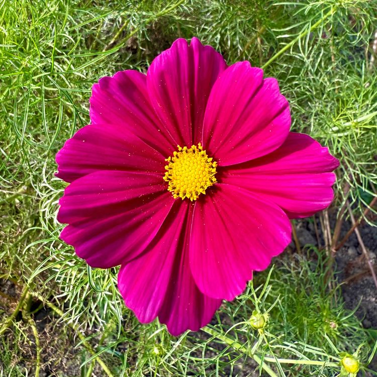 cover art for MDMA-ASSISTERET PARTERAPI