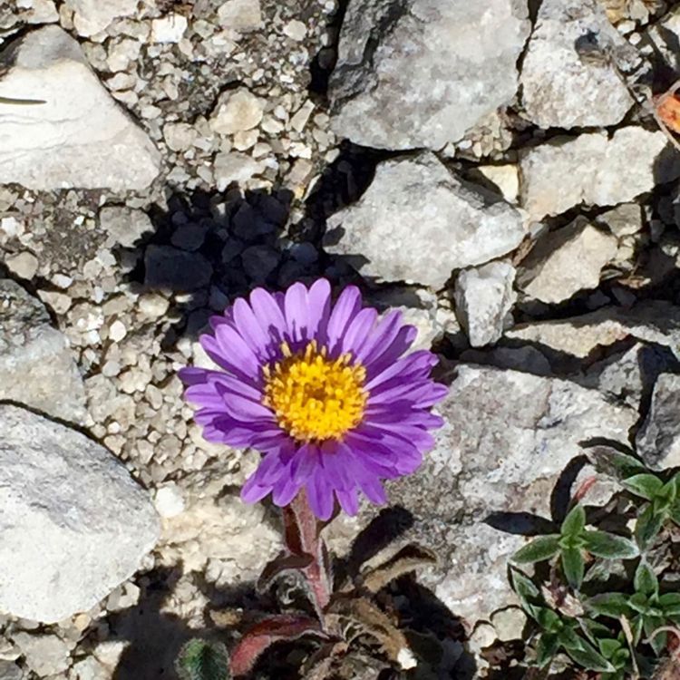 cover art for AFHÆNGIGHED