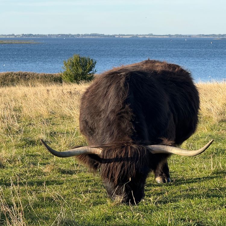 cover art for VREDE OG STYRKE