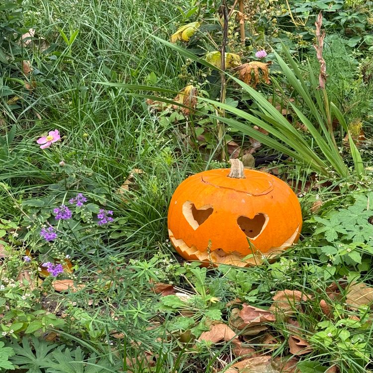 cover art for SENSITIVITET OG LIDELSE