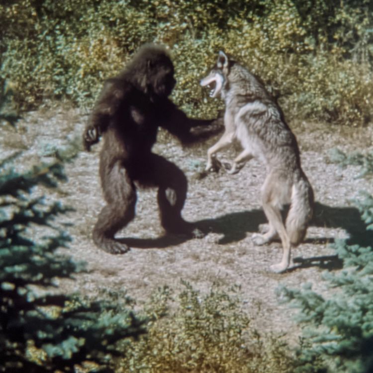 cover art for 2 TRUE SCARY PARK RANGER HORROR STORIES