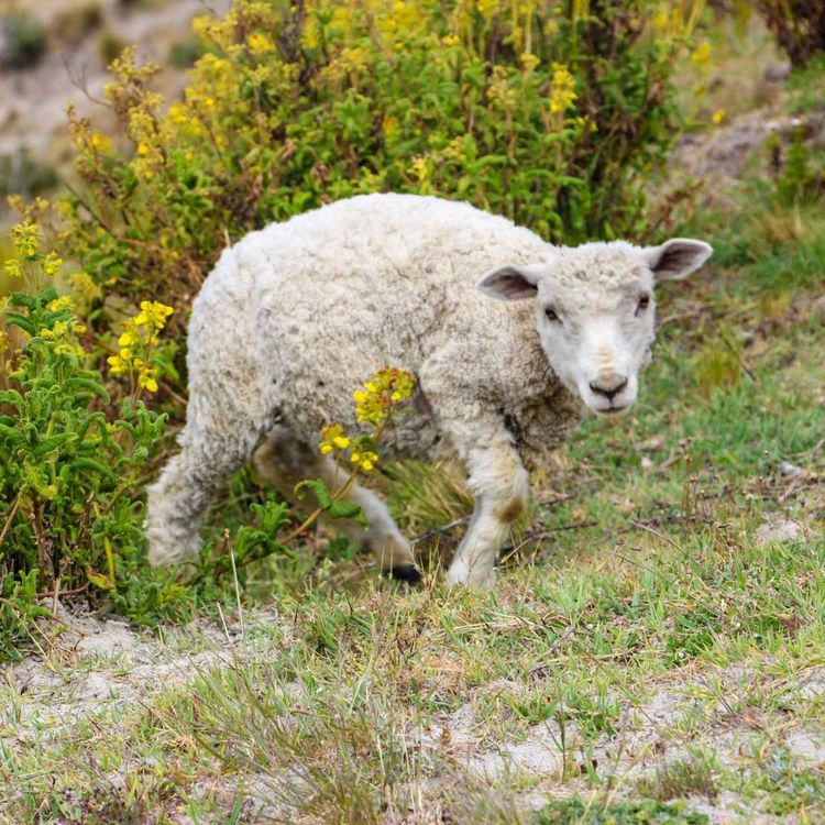 cover art for Psalm 23 ~ Paul Ritchie ~ 25/05/25 ~ LBC Kidz Service