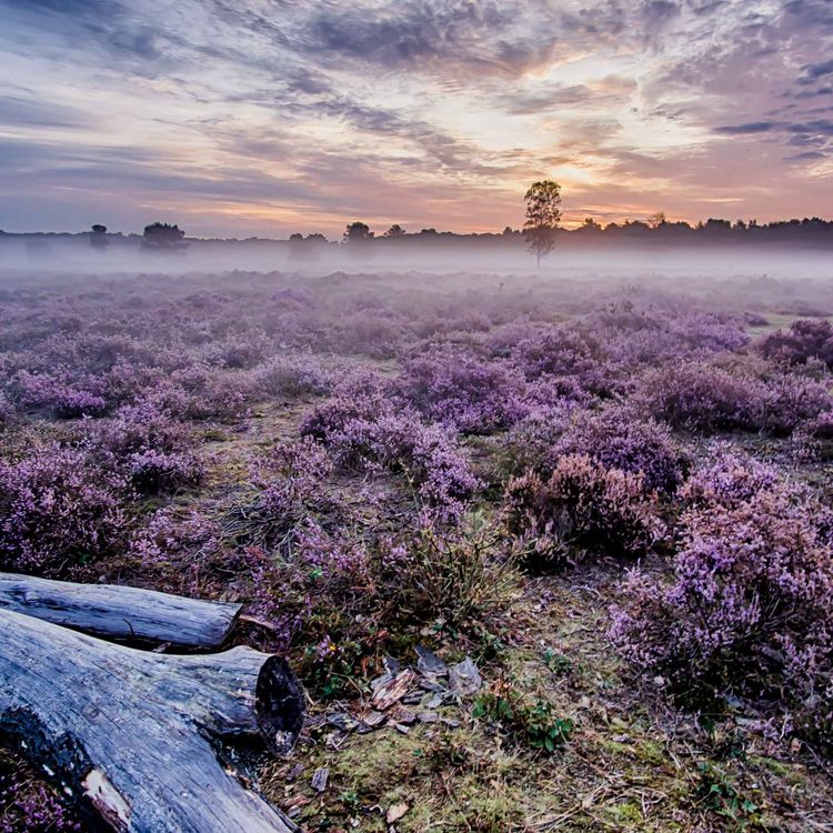 cover art for Veränderung