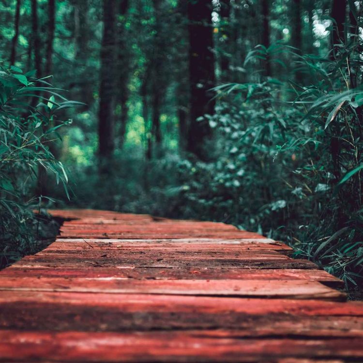 cover art for Vom Mut, deinem Herzensweg zu folgen