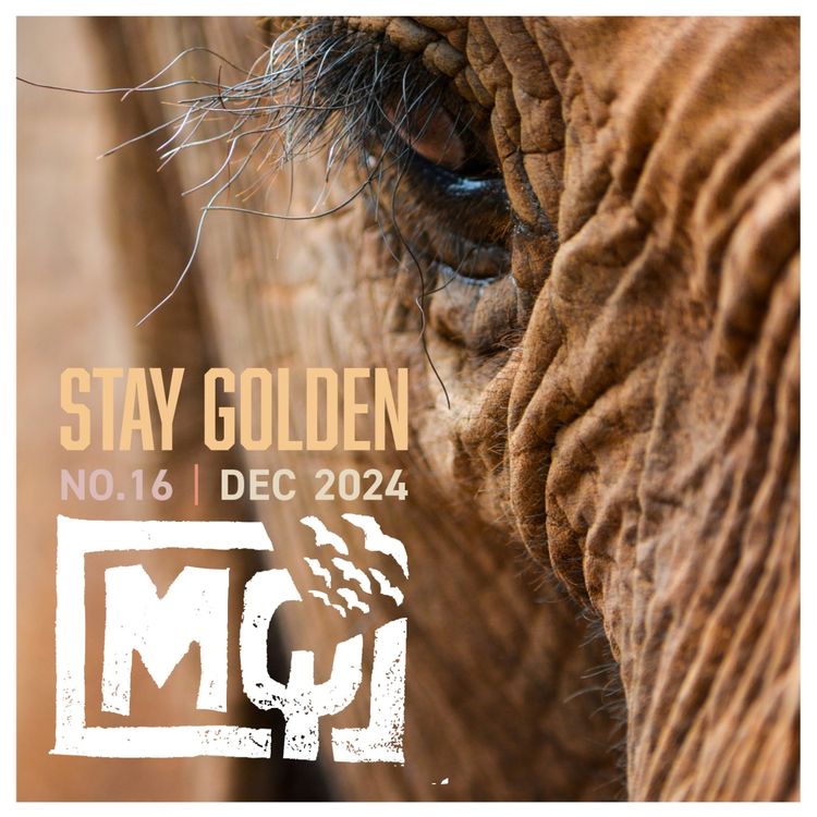 cover art for EPISODE 007: STAY GOLDEN