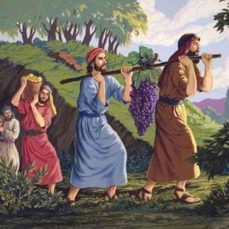 cover art for Newsletter de Marc Kogel : Chela'h