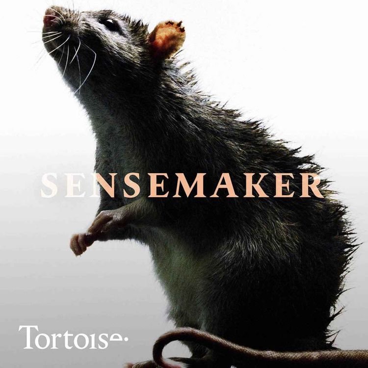 cover art for Sensemaker: New York’s war on rats