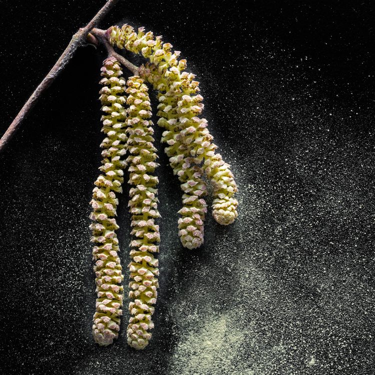 cover art for Is this the worst hay fever season yet? 