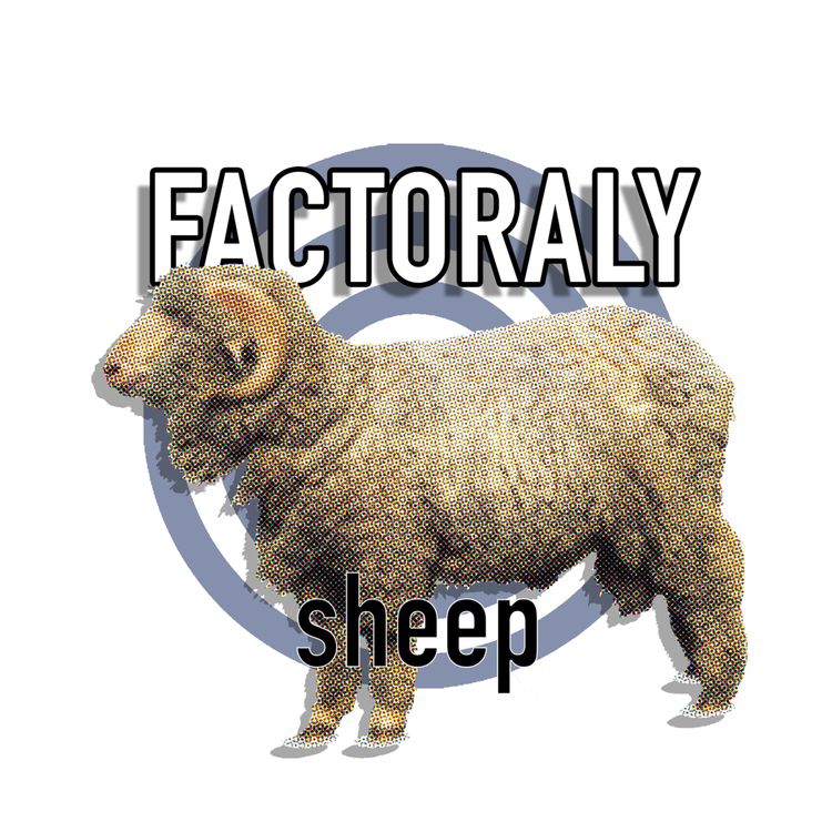 cover art for 41 SHEEP