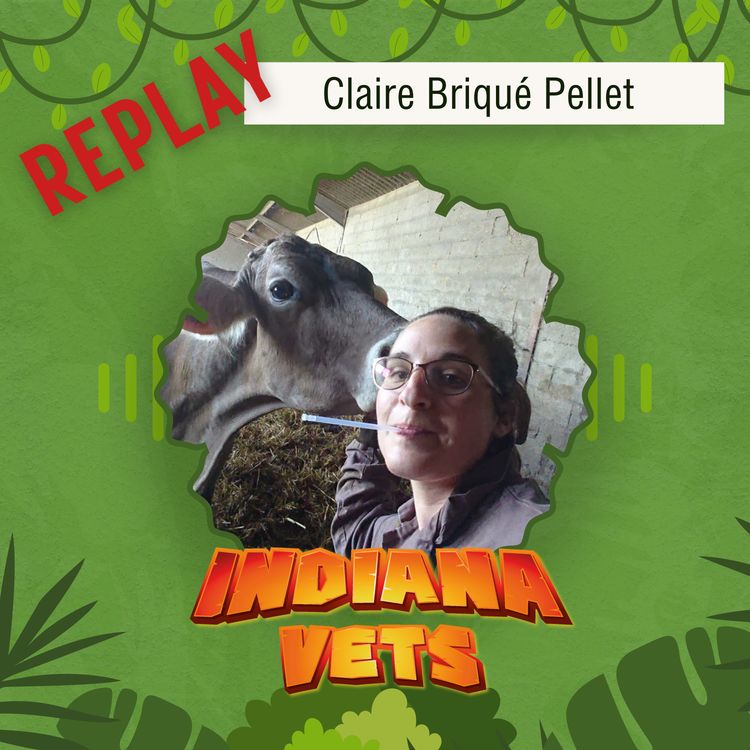 cover art for Replay: Claire Briqué-Pellet, vivre ses premiers pas de femme-vétérinaire en rurale 👩🏼🐮