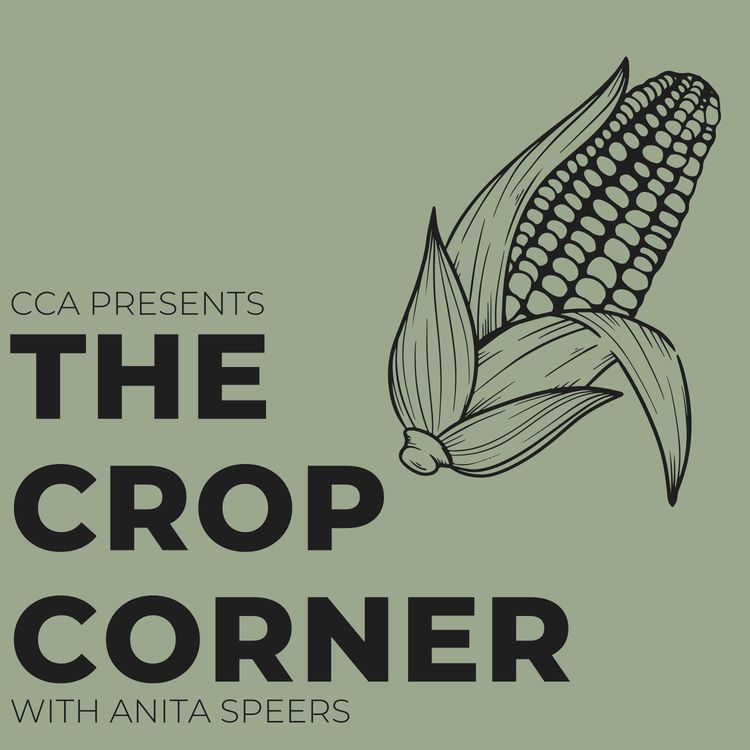 cover art for Welcome to The Crop Corner & Sweet Corn Production with Elaine Roddy
