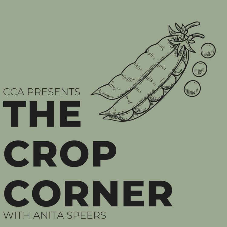 cover art for Peas Please! Pea Production with Dan Oliver