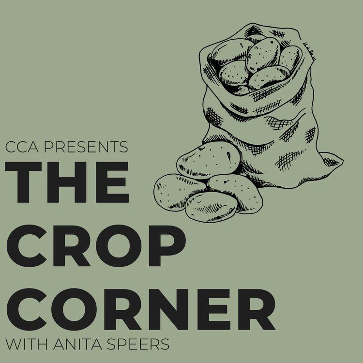 cover art for Tater Talks - Potato Production with Laura Aarts