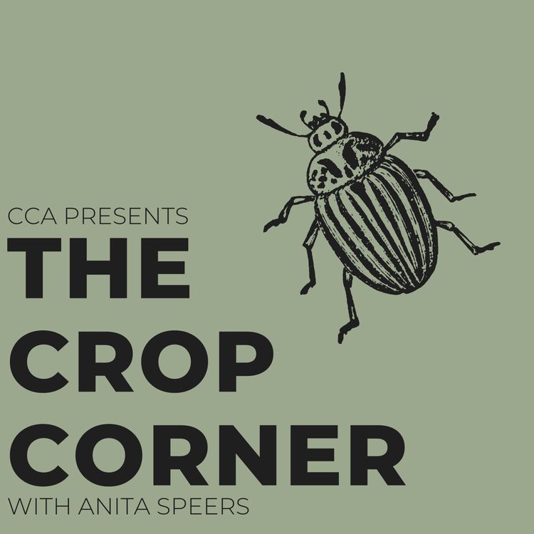 cover art for Interesting Insects with Anne McRae