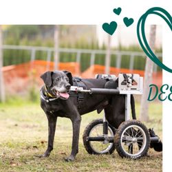 cover art for DeeDee on Wheels