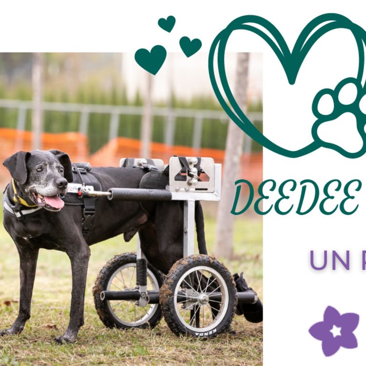 cover art for Cosa mi ha insegnato DeeDee