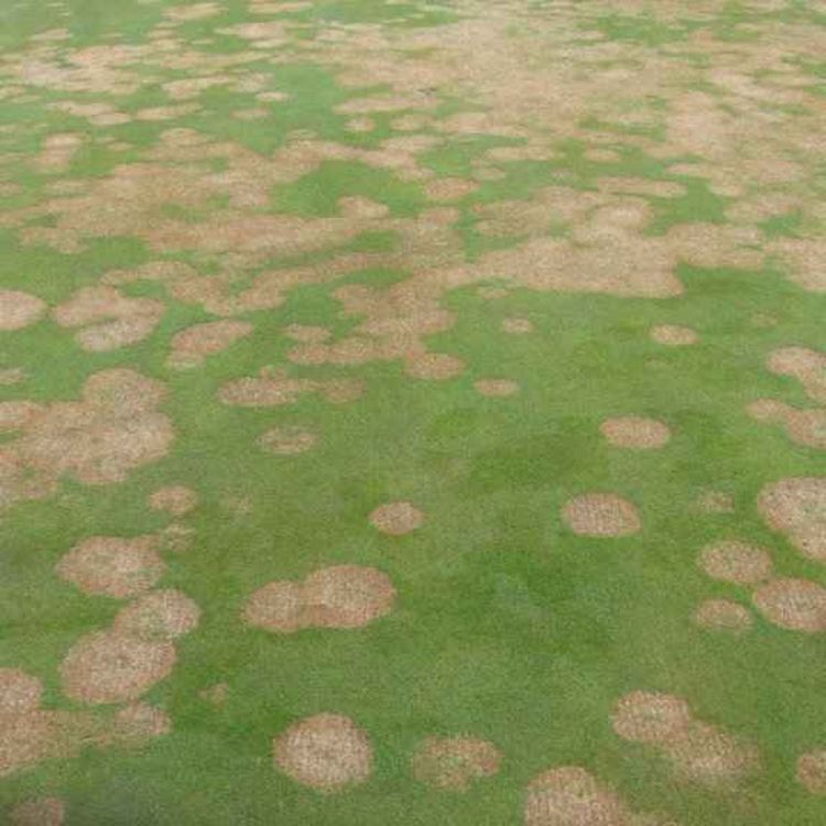 cover art for #132: LIV-amnesti, Reitan-start og gress-forsker som roer nervene våre