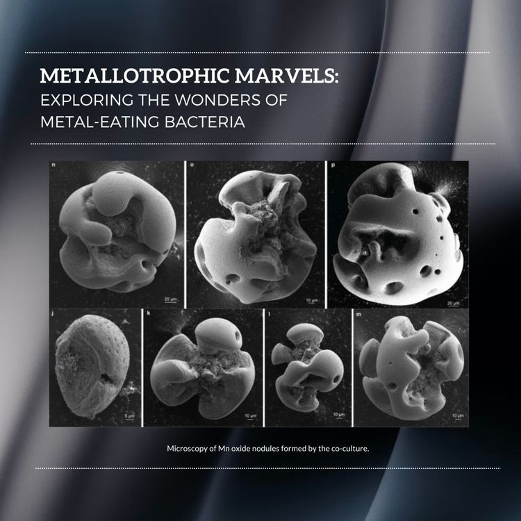 cover art for Metallotrophic Marvels: Exploring the Wonders of Metal-Eating Bacteria