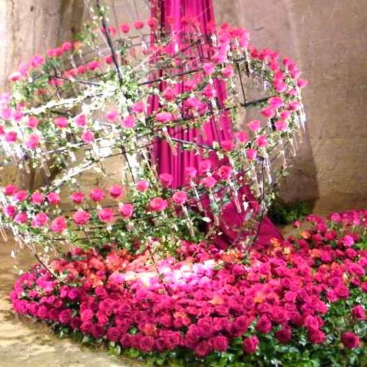 cover art for ACTU : Doué-en-Anjou. La rose à l’honneur pendant 4 jours