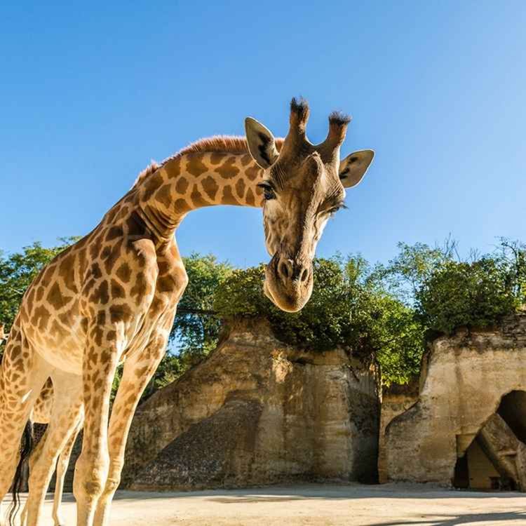 cover art for Doué-en-Anjou. Le Bioparc classé parmi les zoos les plus éthiques du monde - François Gay - lundi 18 mai 2026