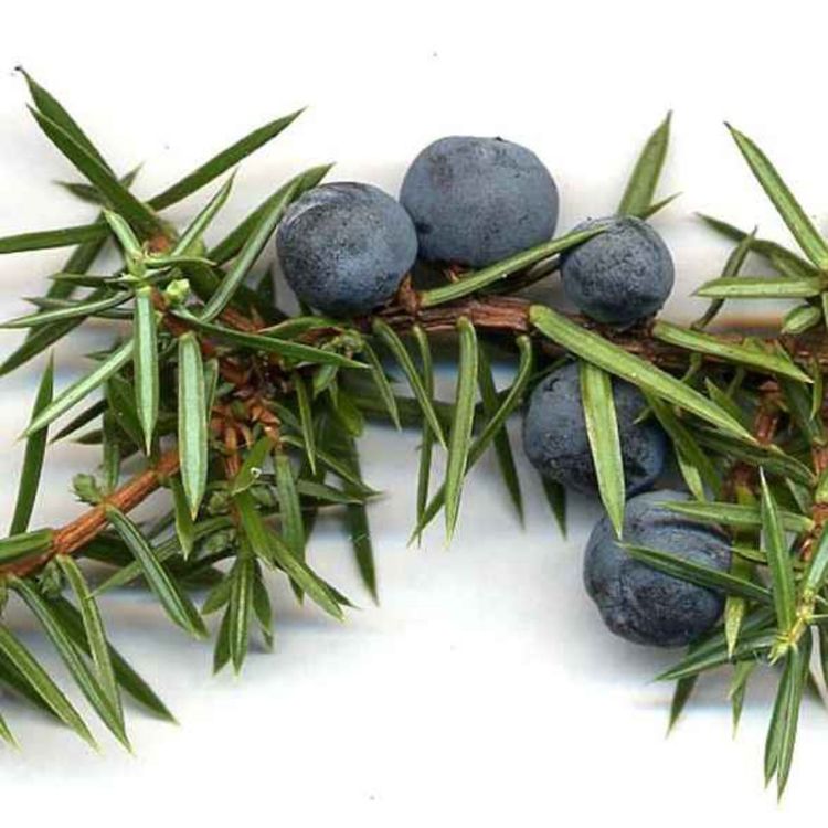 cover art for Jałowcowe smaki tylko dla dorosłych