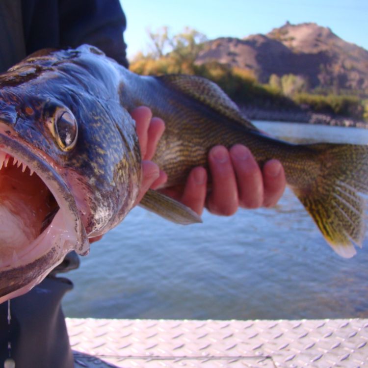 cover art for Walleye (ogaa) - Anishinaabe WOTD