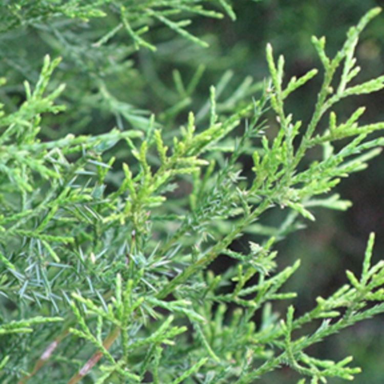 cover art for Cedar (giizhik) - Anishinaabe WOTD