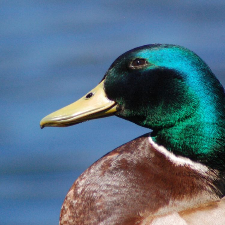 cover art for Mallard (ininishib) - Anishinaabe WOTD