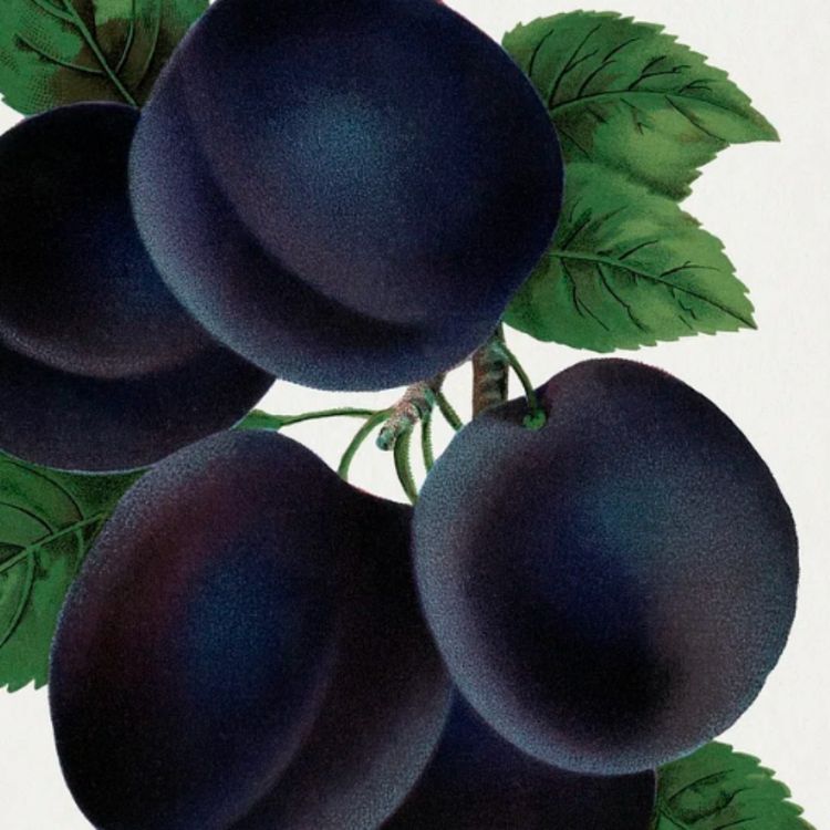 cover art for Plum (bagesaan) - Anishinaabe WOTD