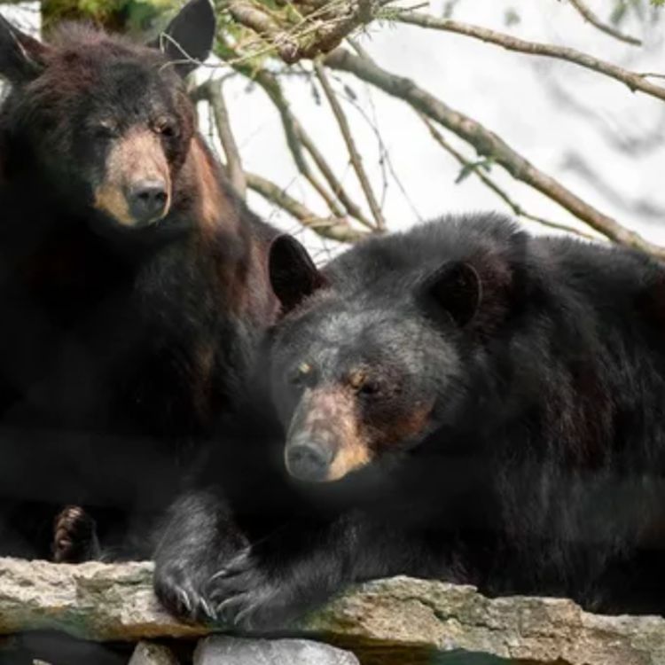 cover art for Bear (makwa) - Anishinaabe WOTD