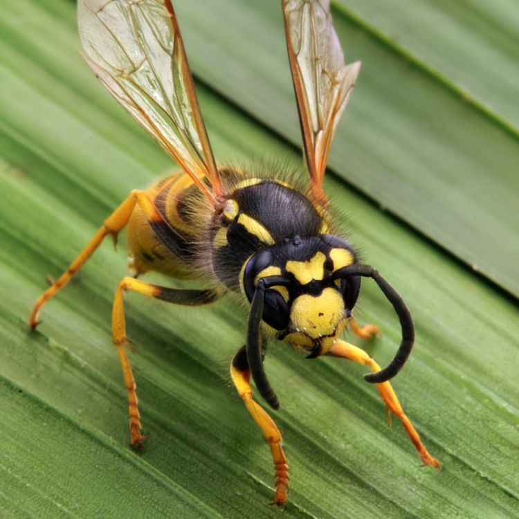 cover art for Wasp (aamoo) - Anishinaabe WOTD