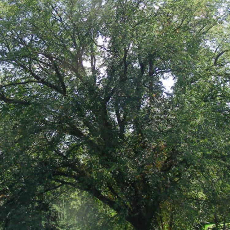 cover art for Elm Tree (aniib) - Anishinaabe WOTD