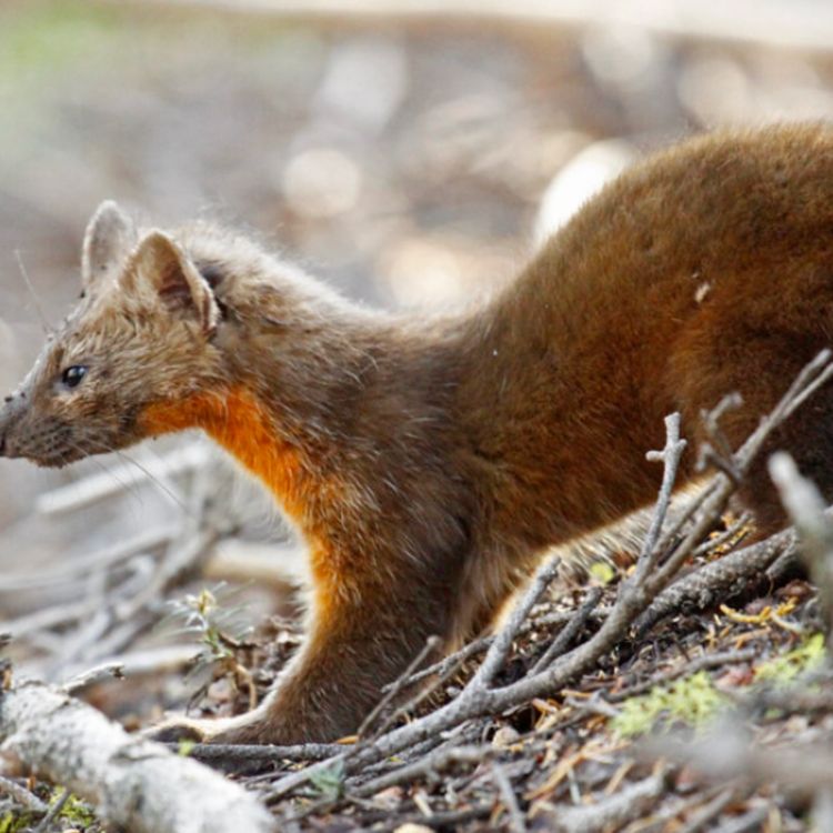 cover art for Marten (waabizheshi) - Anishinaabe WOTD