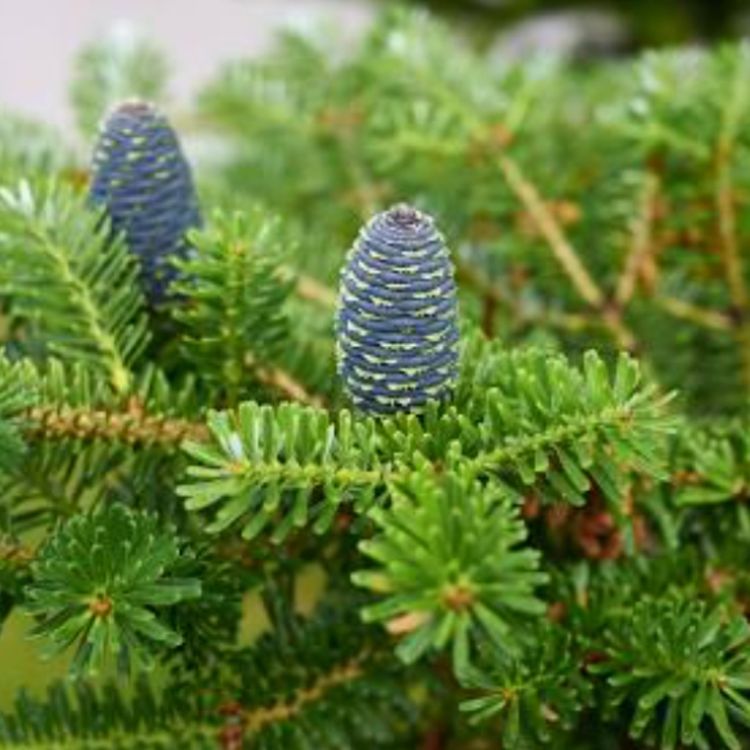 cover art for Fir Tree (zhingob) - Anishinaabe WOTD