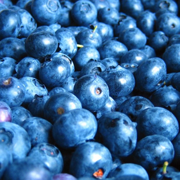 cover art for Blueberries (miinan) - Anishinaabe WOTD