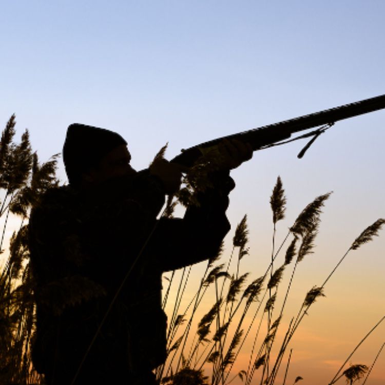 cover art for Could you go hunting? (gi-daa-giiyose)