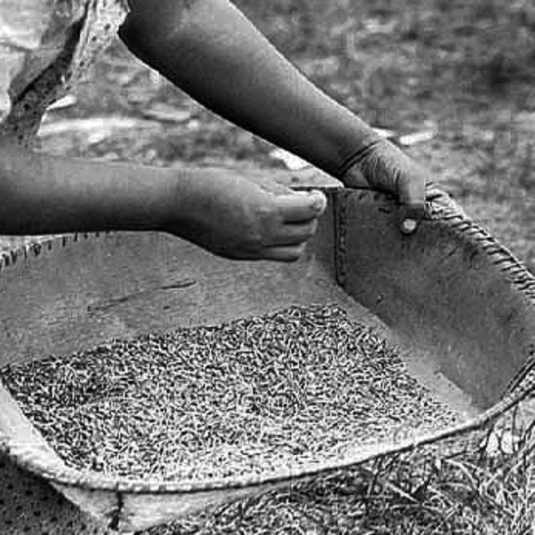 cover art for fanning rice - Anishinaabe WOTD