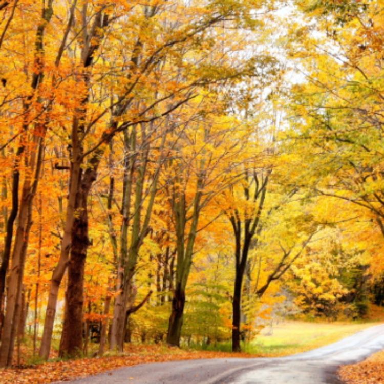 cover art for October (binaakwe-giizis) - Anishinaabe WOTD